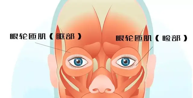 消除眼袋的小方法有哪些 消除眼袋的小方法