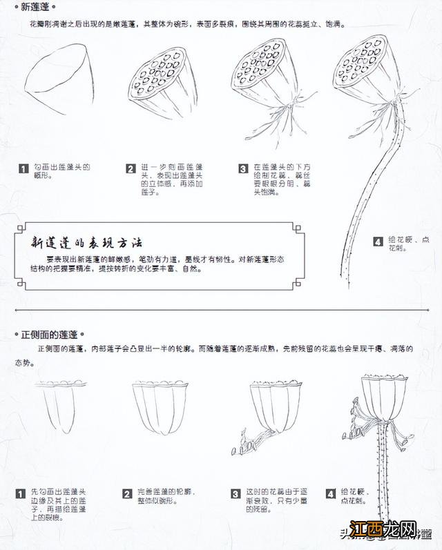 玉兰花简笔画彩色 玉兰花简笔画