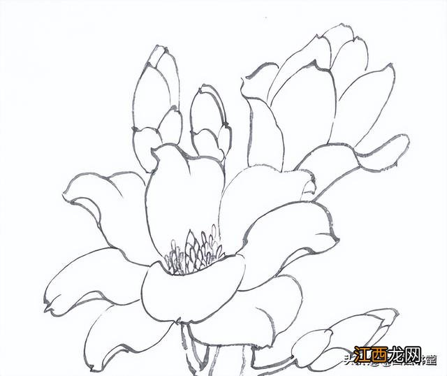 玉兰花简笔画彩色 玉兰花简笔画