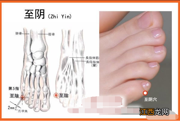 脚底的各个部位详细图 脚底的穴位