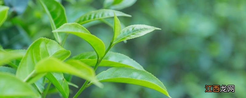 顺坡垄种茶树的好处，茶树种植几年可以采摘