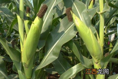 河南主要种植什么农作物,为什么? 河南主要种植什么