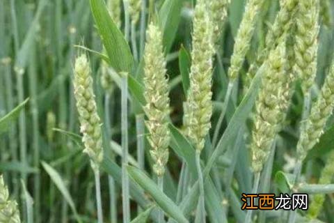 河南主要种植什么农作物,为什么? 河南主要种植什么