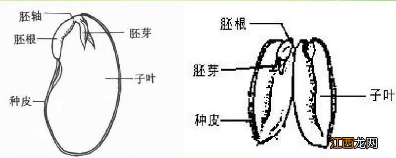 种子结构图及作用，种子结构中最主要的部分是什么