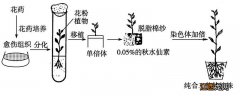 单倍体育种有性生殖还是无性生殖，无性生殖的优点