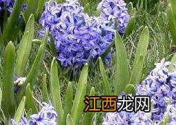 风信子开花后怎么处理 风信子开花后怎么处理?还能第二次开花吗?