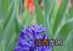 风信子如何养 风信子如何养殖栽培管理