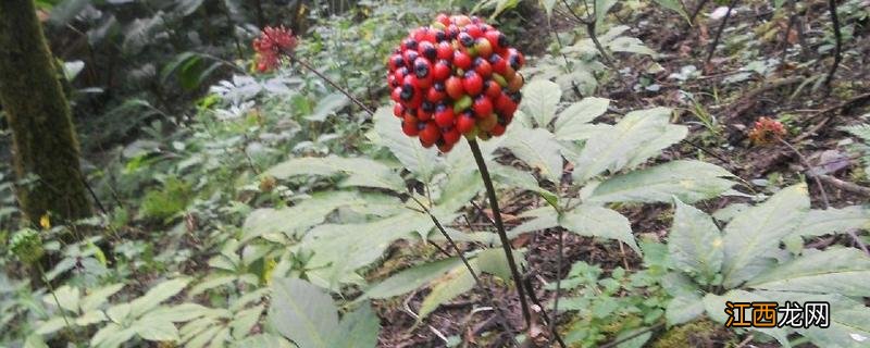 三七种植技术与栽培管理,适合在什么环境中种植