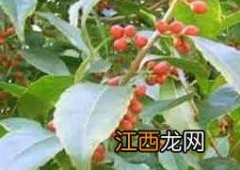 红果冬青的种植方法与注意事项 红果冬青树简介及种植方法