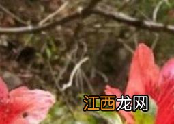 映山红可以泡茶吗 映山红泡水起什么作用