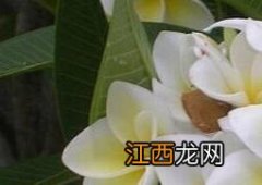 枝枝花的养殖方法和注意事项有哪些 干枝花的养殖方法