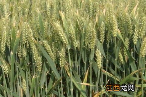 2021矮杆高产小麦种适合河北邯郸地区种 2021矮杆高产小麦种