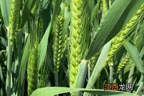 2021矮杆高产小麦种适合河北邯郸地区种 2021矮杆高产小麦种