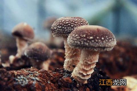 食用菌子实体的形态结构 不同子实体形态的食用菌