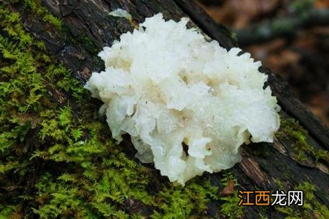 食用菌子实体的形态结构 不同子实体形态的食用菌