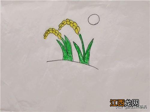 稻子简笔画彩色 稻子简笔画