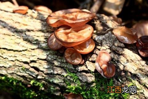 列举不同子实体形态的食用菌 子实体分化属于高温型的食用菌有