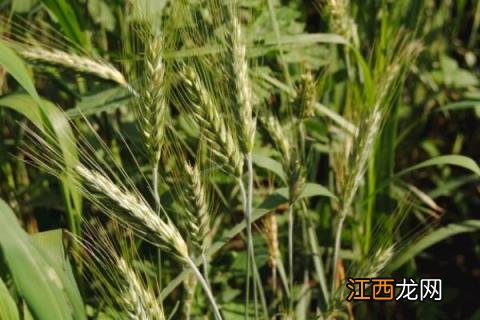 乐土103小麦品种 乐土103小麦品种视频