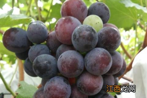 沪太是什么葡萄 沪太8号葡萄特点，附简介