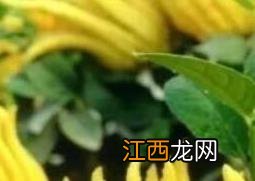 佛手花的家庭养殖方法图片 佛手花的家庭养殖方法