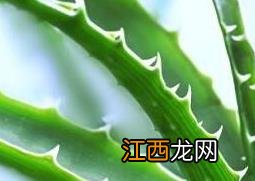 芦荟怎么养才能更旺盛 芦荟怎么养