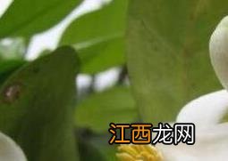 柚子花可食用吗 柚子花怎么吃