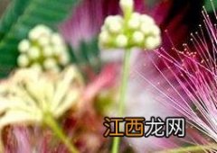 合欢花到底怎么养 合欢花到底怎么养的