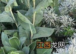 芙蓉菊的功效与作用 芙蓉菊的功效与作用及禁忌