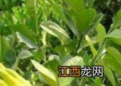 佛手花的功效与作用 佛手花的功效与作用及禁忌