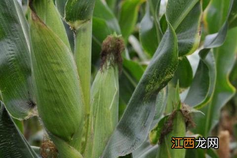 云南最高产的玉米新品种 最高产的玉米新品种