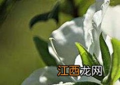 白花杜鹃的功效与作用 大白花杜鹃的功效