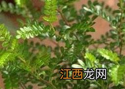 胡椒木和清香木的区别图片 胡椒木和清香木的区别