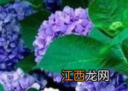 绣球花水养注意事项 绣球花如何水养保鲜