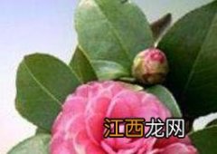 山茶花如何养殖 山茶花怎样养殖