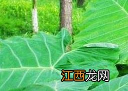 大野芋有毒吗家里养对人体好 大野芋有毒吗