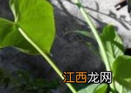 滴水观音和海芋花的区别 海芋与滴水观音的区别