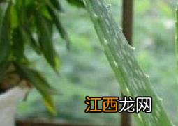 芦荟煮水的功效与作用 芦荟煮水喝有什么功效