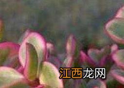 雅乐之舞对人有害吗 雅乐之舞的作用与功效