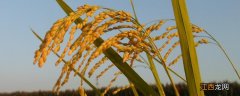 100毫升芸苔素打多少亩水稻，芸苔素内酯可以灌根吗