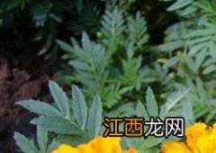 孔雀草和万寿菊的区别在哪 孔雀草和万寿菊的区别