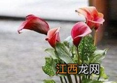 盆栽马蹄莲如何种植方法 盆栽马蹄莲如何种植