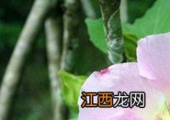 芙蓉有什么作用与功效 芙蓉有什么功效和作用