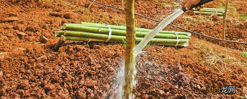 复硝酚钠可以灌根吗,一克需要兑多少水