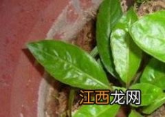 降糖草怎么养殖视频 降糖草怎么养殖