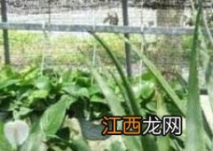 库拉索芦荟的功效与作用美容 库拉索芦荟的功效与作用