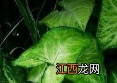 合果芋图片及养殖技术 合果芋如何养殖