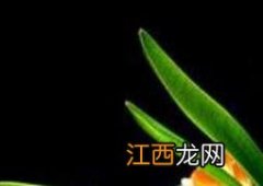 君子兰夹箭怎么办已经开完花了 君子兰夹箭怎么办