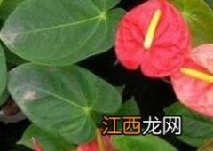 火鹤都开花吗 火鹤都开花吗图片大全