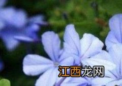 蓝雪花的养殖方法 蓝雪花的养殖方法和花期