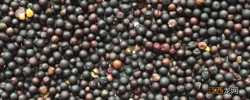 油菜籽亩产量一般多少斤,油菜籽种子品种哪个好